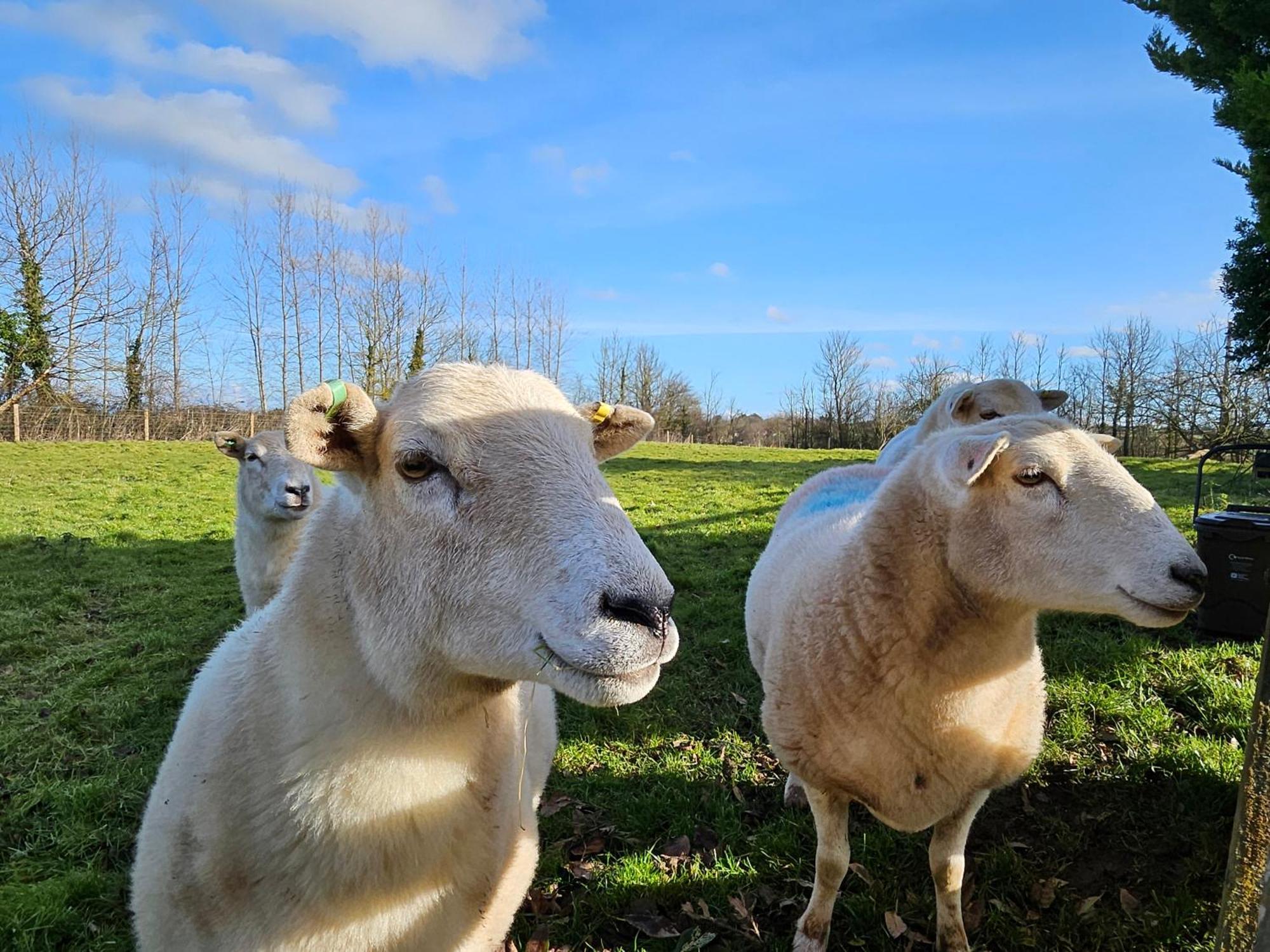 Nether Stowey Sleeps 12, Stunning Dog Friendly Lodge, Rural Village מראה חיצוני תמונה